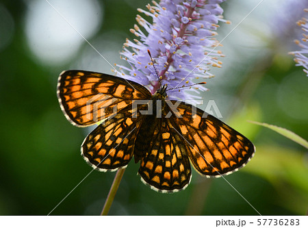 コヒョウモンモドキ コヒョウモンモドキ 57736283