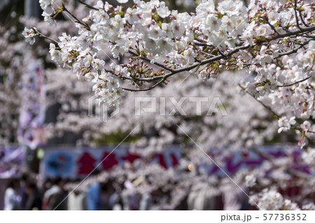 新境川の桜並木／岐阜県各務原市 57736352