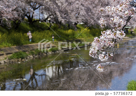 新境川の桜並木／岐阜県各務原市 57736372
