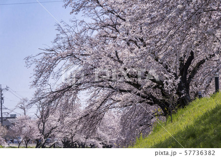 新境川の桜並木／岐阜県各務原市 57736382