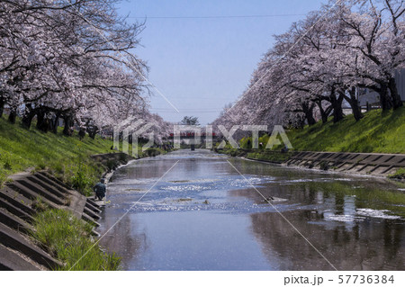 新境川の桜並木／岐阜県各務原市 57736384