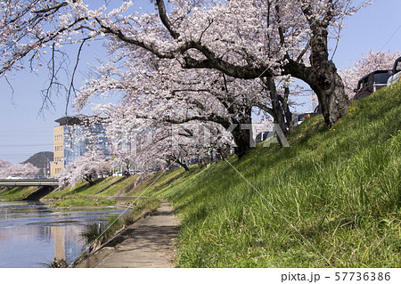 新境川の桜並木／岐阜県各務原市 57736386