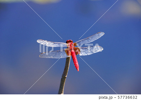 秋空に浮かぶ３ 57736632