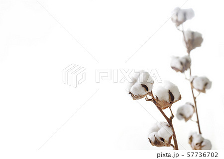 綿花 綿花 57736702