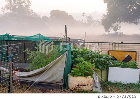Backyard Vegetable Garden In Early Morning Fog Backyard Vegetable Garden In Early Morning Fog 57737015