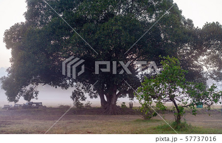 Early Morning Fog In The Country Early Morning Fog In The Country 57737016