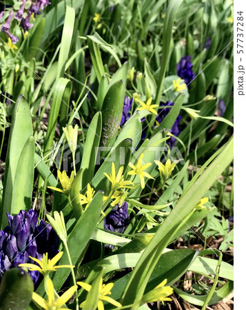 Small yellow and blue flowers closeup 57737284