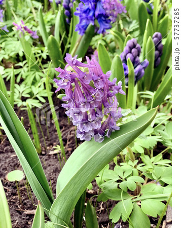 Bud of purple flower close up, side view 57737285
