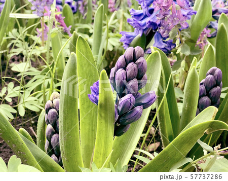 Leaves of water lilies on a pond with water drop  57737286