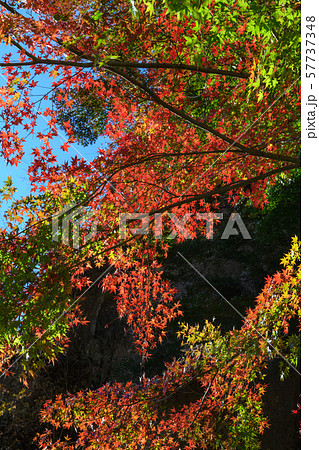 妙義山の第一石門とイロハモミジの紅葉 妙義山の第一石門とイロハモミジの紅葉 57737348