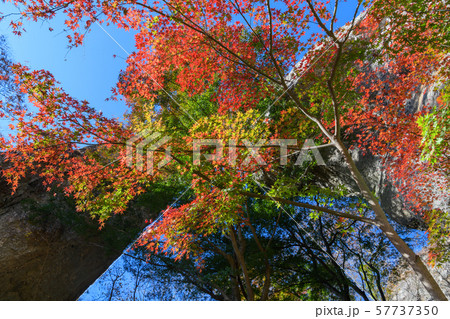 妙義山の第一石門とイロハモミジの紅葉 57737350