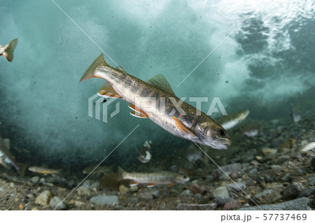 カラフトマス 57737469