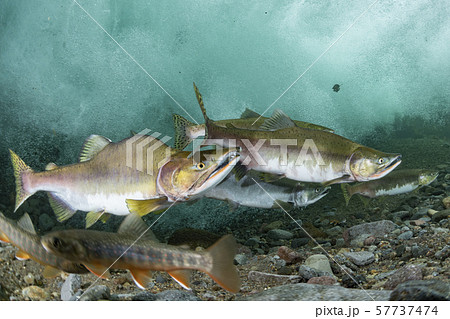 カラフトマス 57737474