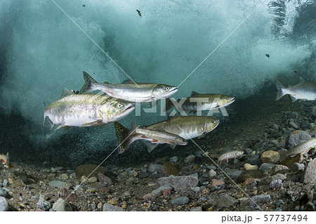 カラフトマス 57737494