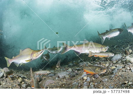 カラフトマス 57737498