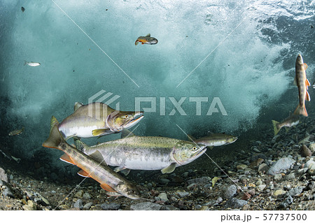 カラフトマス 57737500