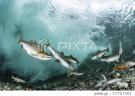 カラフトマス 57737501