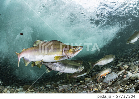 カラフトマス 57737504