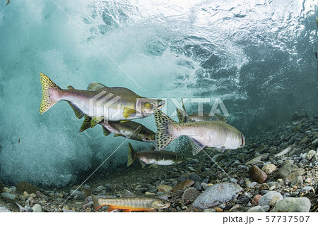 カラフトマス 57737507