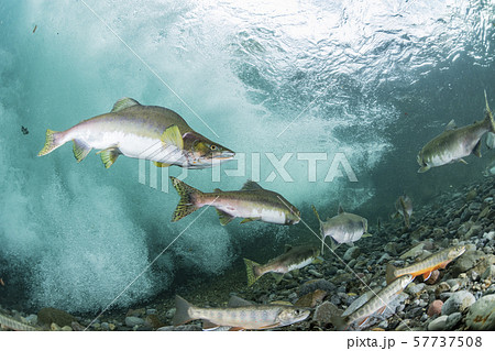 カラフトマス 57737508