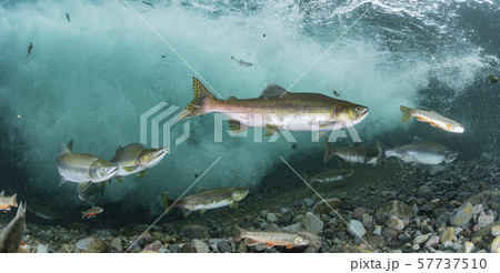 カラフトマス 57737510