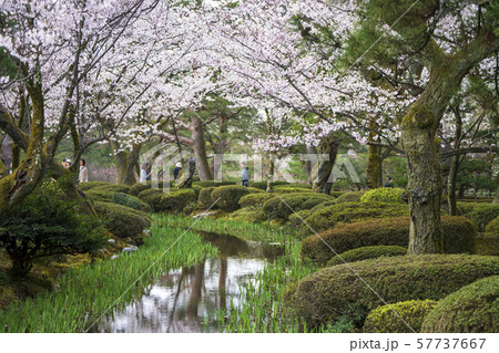 春の金沢旅行 兼六園でお花見 春の金沢旅行 兼六園でお花見 57737667