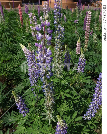 ルピナス 57737683