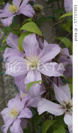 クレマチス 紫花 クレマチス 紫花 57737905