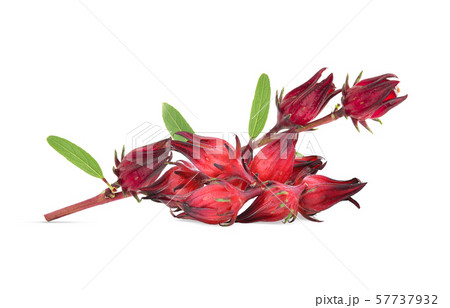 fresh hibiscus sabdariffa or roselle isolated on 57737932