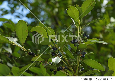 自然 植物 クロキ、黒く色づき始めた九月の果実。冬には全部真っ黒になるはずです 自然 植物 クロキ、黒く色づき始めた九月の果実。冬には全部真っ黒になるはずです 57738317