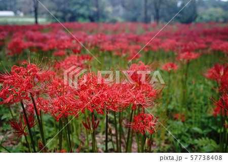 彼岸花が満開の大分県竹田市の七ツ森古墳群 57738408