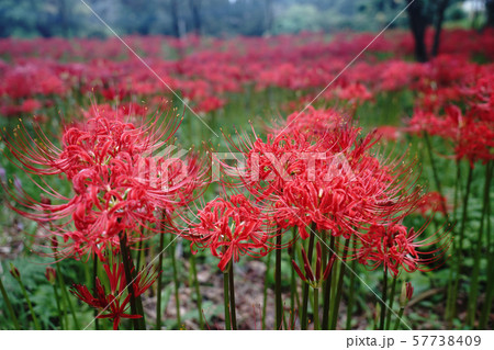 彼岸花が満開の大分県竹田市の七ツ森古墳群 彼岸花が満開の大分県竹田市の七ツ森古墳群 57738409