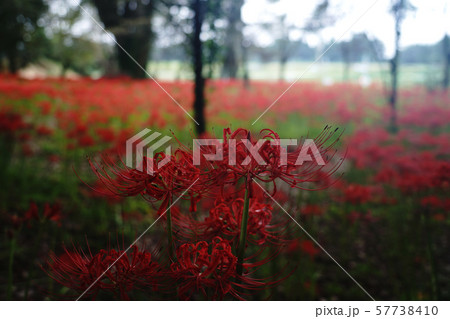 彼岸花が満開の大分県竹田市の七ツ森古墳群 57738410