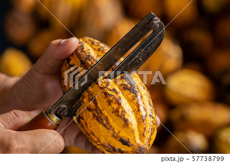 Cocoa beans and cocoa pod on a wooden surface 57738799