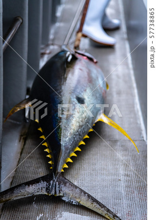 釣り上げたマグロ 釣り上げたマグロ 57738865
