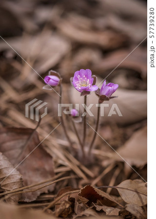 肝 春 季節 57739280