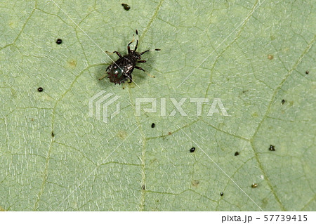 生き物　昆虫　メダカナガカメムシ、五齢幼虫。触角の塗分けがおしゃれ、まだ『メダカ』は控えめ 57739415
