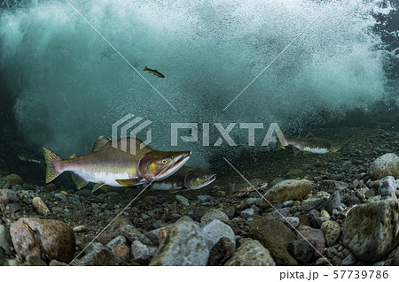 カラフトマス 57739786