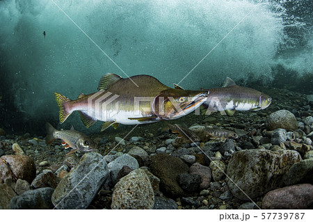 カラフトマス カラフトマス 57739787