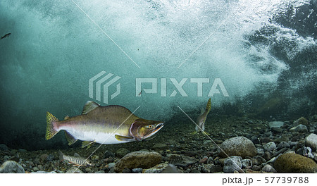 カラフトマス 57739788