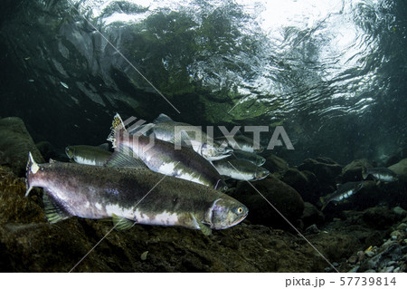 カラフトマス 57739814