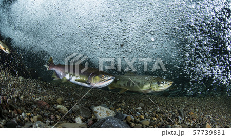 カラフトマス 57739831