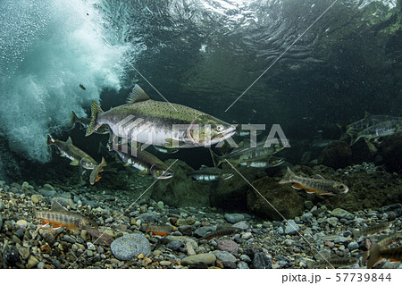 カラフトマス 57739844