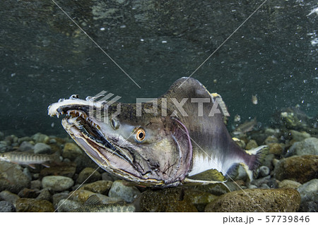 カラフトマス カラフトマス 57739846