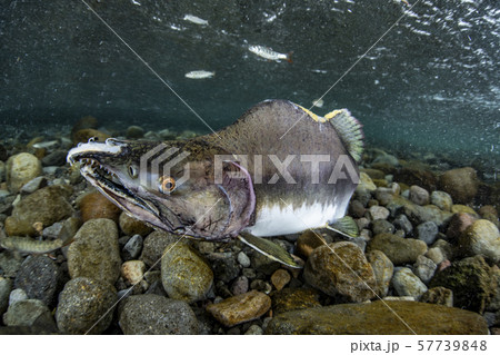 カラフトマス カラフトマス 57739848