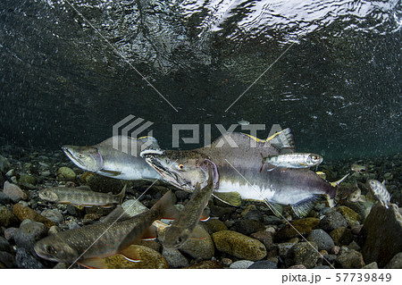 カラフトマス 57739849