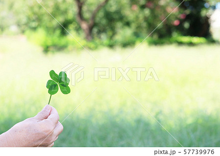 六つ葉のクローバーを見つけた 幸運 花言葉の写真素材