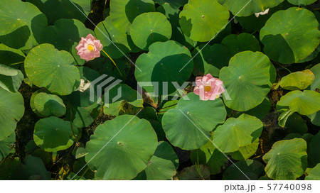 Pink lotus flower in the pond. Background is the lotus leaf and flowers. 57740098