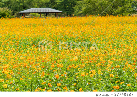 満開のキバナコスモス　宮城川崎 57740237