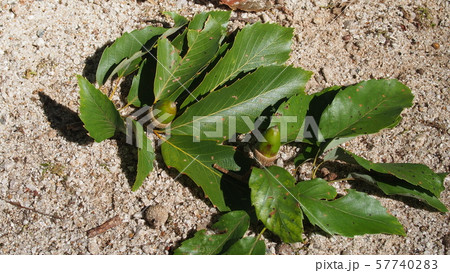 ドングリ ドングリ 57740283